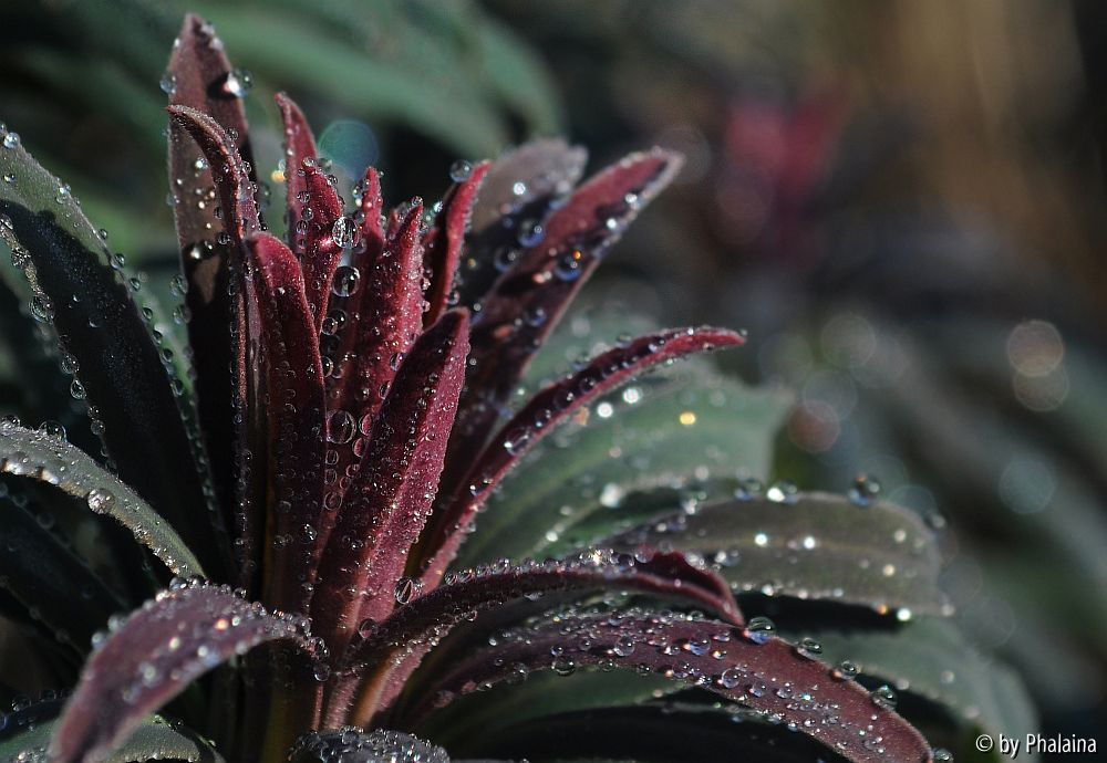 Euphorbia characias