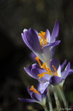 Crocus tommasinianus