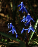 Scilla siberica ssp. caucasica