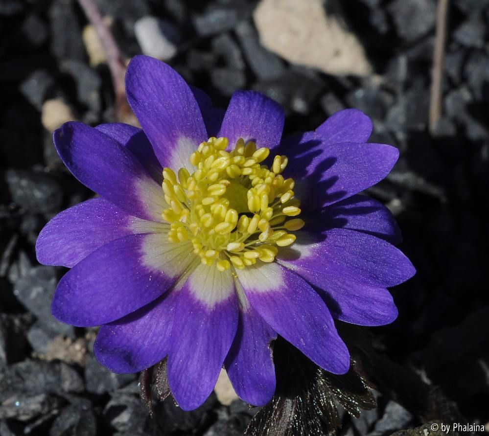 Anemone blanda