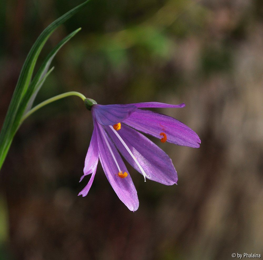 Olsynium douglasii