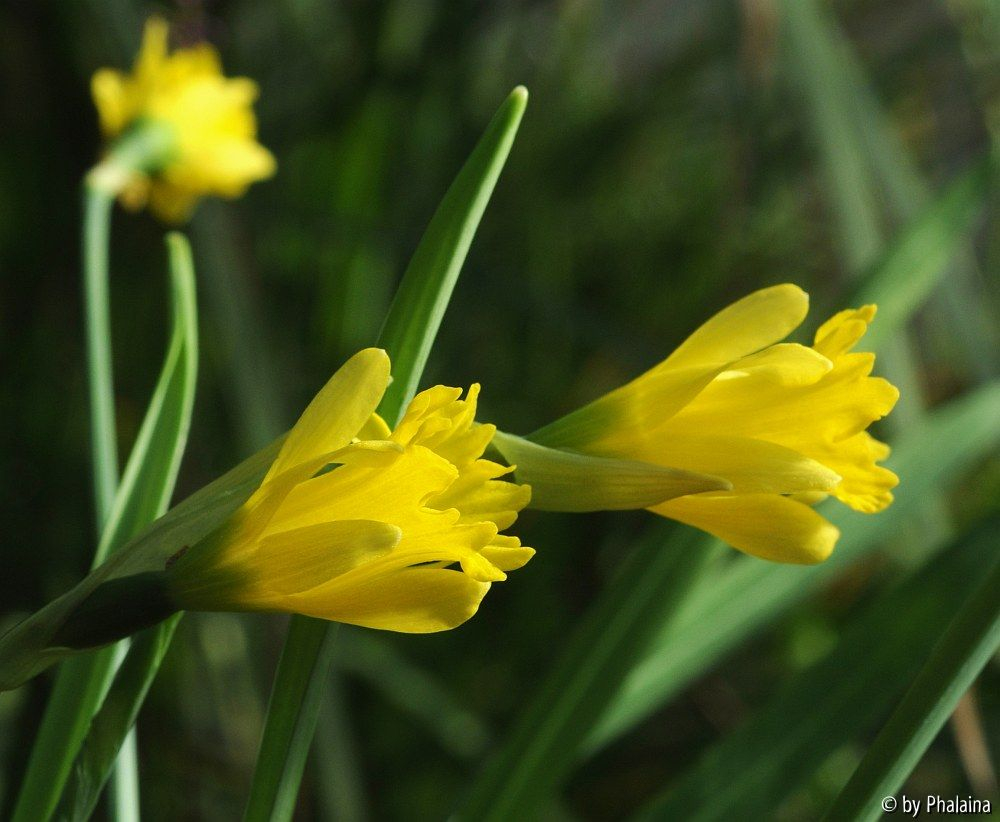 Narcissus asturiensis