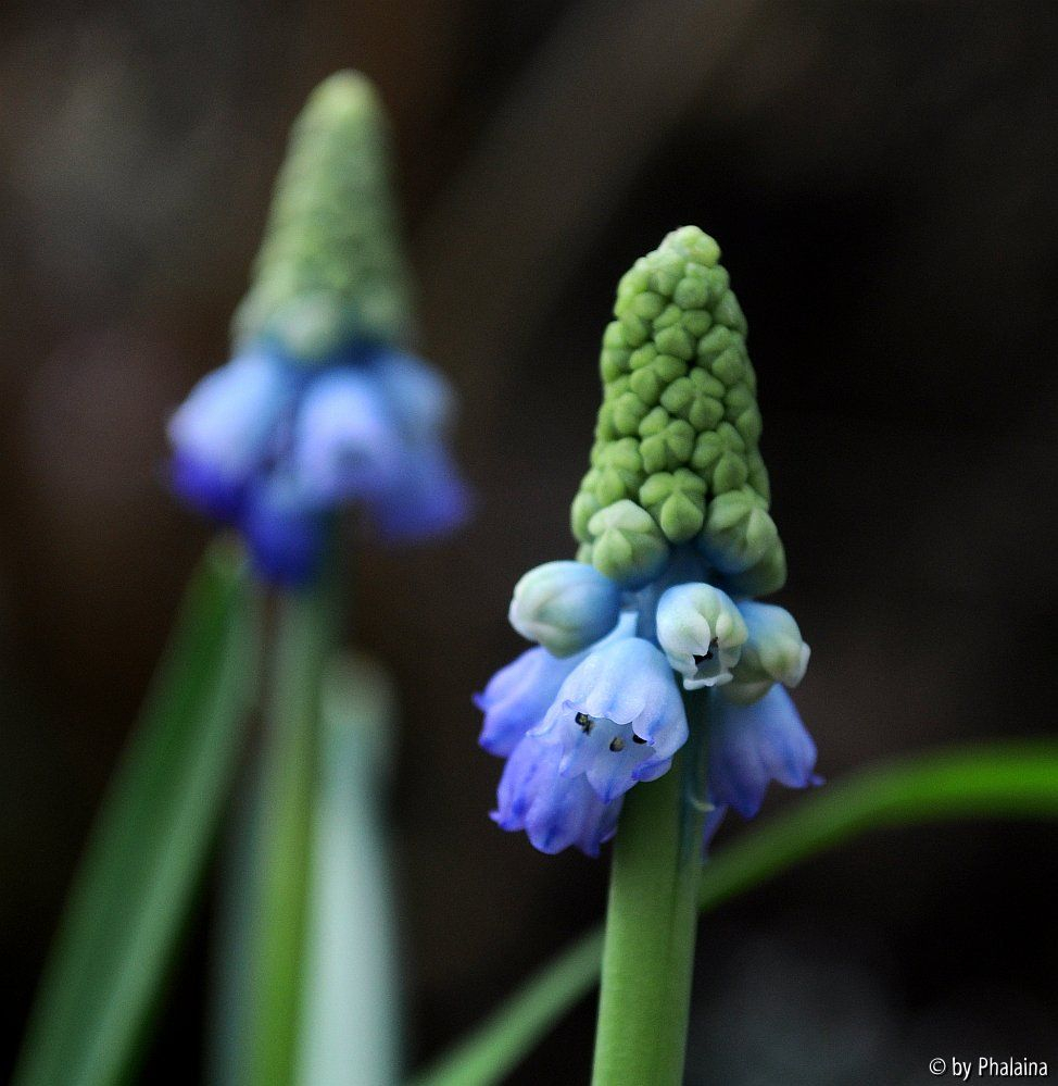 Muscari pseudomuscari