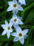 Ipheion uniflorum