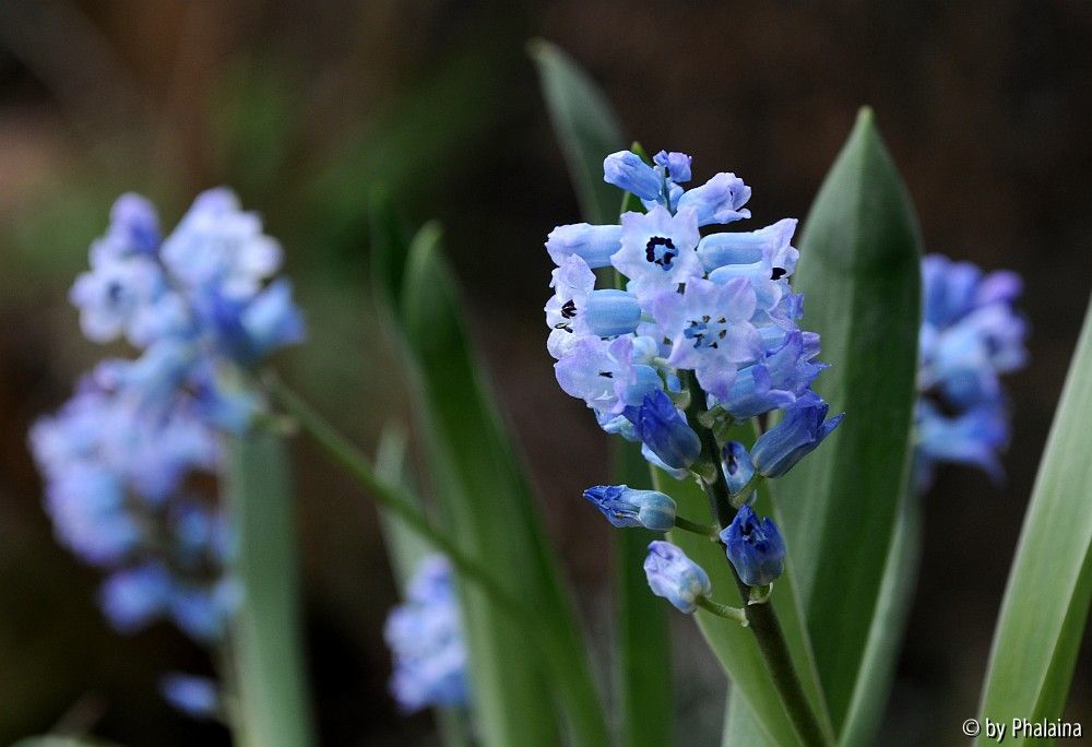 Hyacinthella pallens