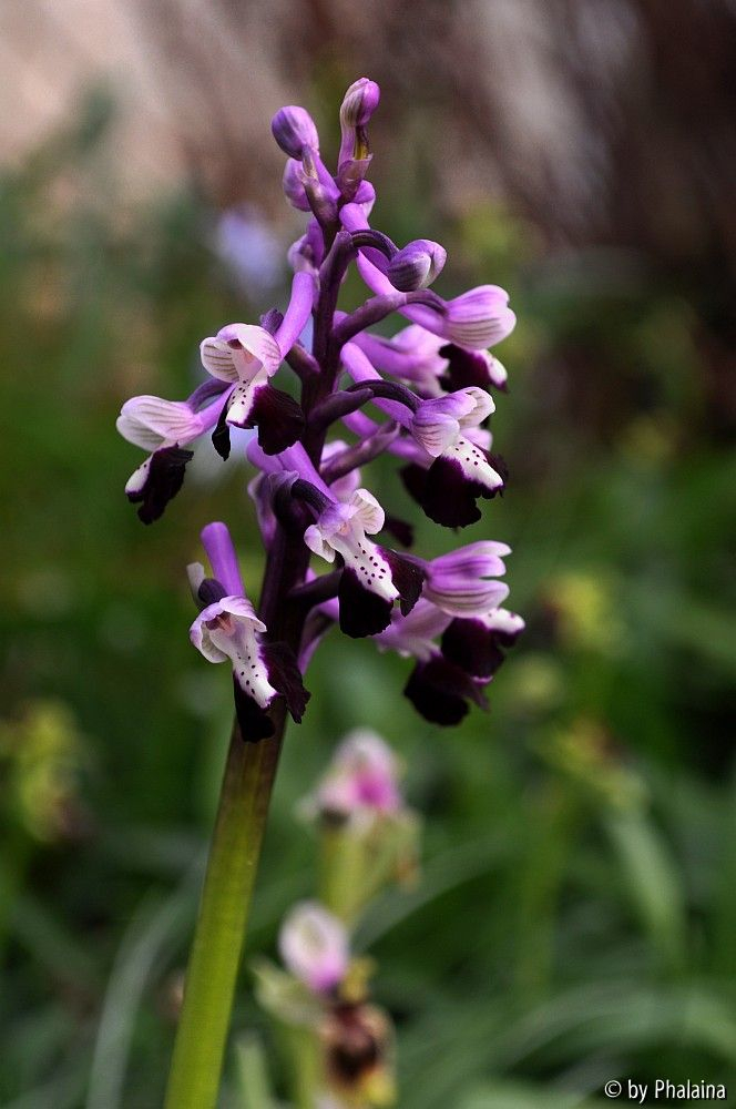 Anacamptis longicornu