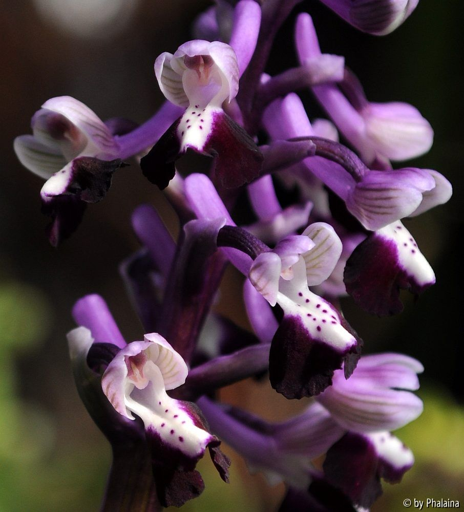 Anacamptis longicornu