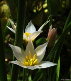 Tulipa cretica