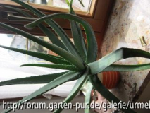 Aloe Vera Nr_1.JPG