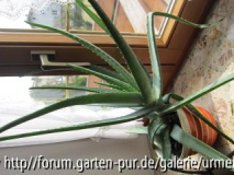 Aloe Vera Nr_ 1.JPG