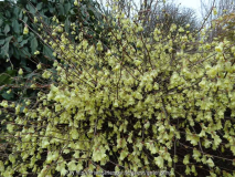 Corylopsis pauciflora March 2015