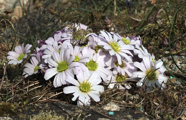 Callianthemum anemonoides