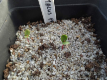 Malus prunifolia Germination March 2015