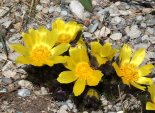 Adonis vernalis