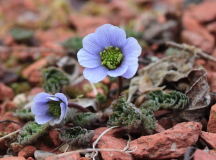 Callianthemum farreri