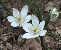 Ornithogalum spec.