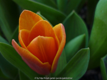 Tulipa kaufmanniana Early Harvest