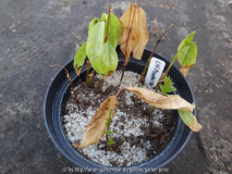 Chimonanthus Seedlings