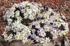 Callianthemum anemonoides