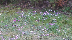 Vorfrühlings-Alpenveilchen (Cyclamen coum, syn. C. orbiculatum)