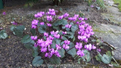 Vorfrühlings-Alpenveilchen (Cyclamen cou