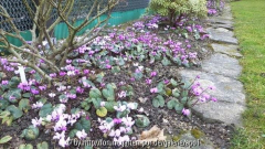 Vorfrühlings-Alpenveilchen (Cyclamen cou