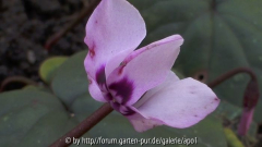 Einzelblüte vom Vorfrühlings-Alpenveilchen (Cyclamen coum, syn. C. orbiculatum)