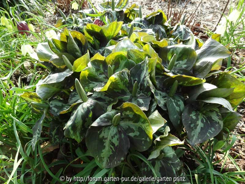 Trillium cuneatum April 2015