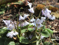 Soldanela montana f. alba