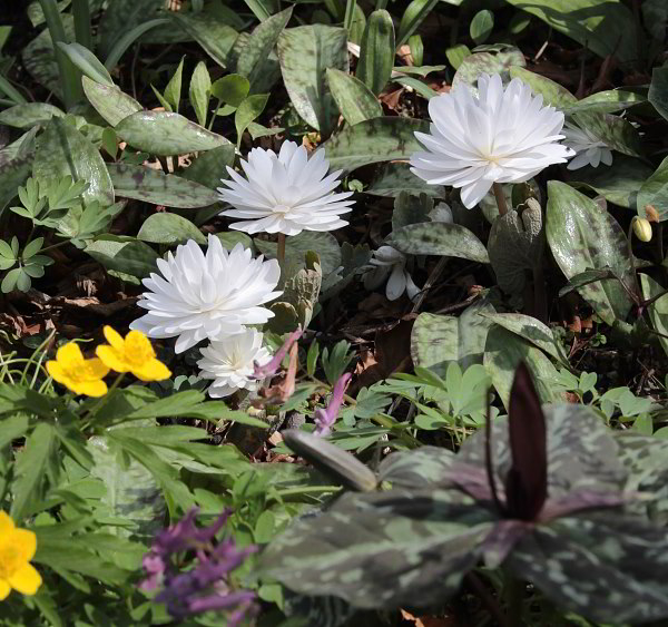 Sanguinaria canadensis 'Multiplex'