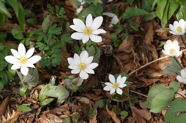 Sanguinaria canadensis