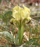 Iris suaveolens