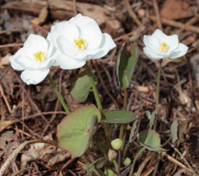 Jeffersonia dubia f. alba