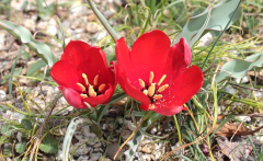 Tulipa montana