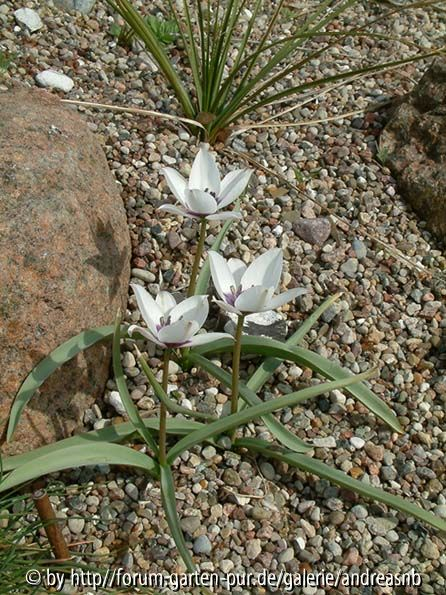 Tulipa-humilis_Alba-Coerulea_April2015