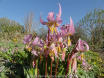 Erythronium revolutum April 2015