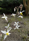 Epimedium stellulatum Wudang Star 2015