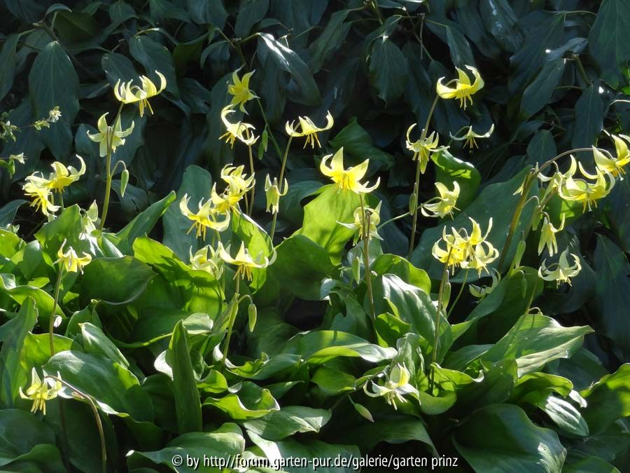 Erythronium Pagoda 2015 April