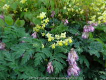 Epimedium mit Dicentra April 2015