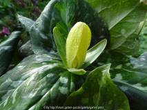 Trillium luteum April 2015