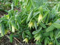 Uvularia grandiflora April 2015