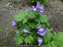 Glaucidium palmatum Bild 2