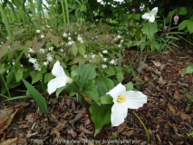 Trillium grandiflorum April 2015