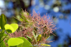 Cotinus coggygria - Smoke