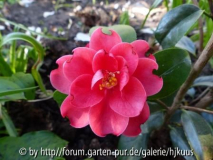 Camellia unbekannt