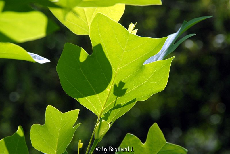 Liriodendron tulipifera - Tulpenbaum