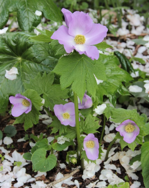 Glaucidium palmatum