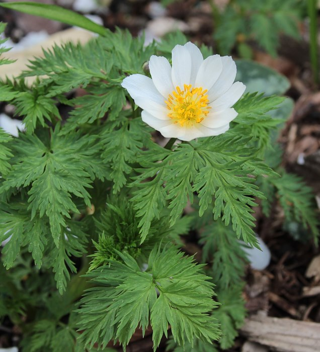 Adonis davidii