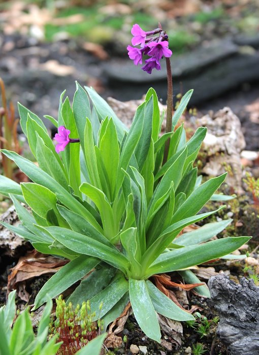 Primula deorum