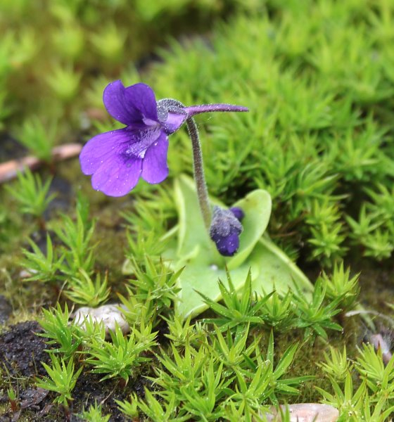 Pinguicula vulgaris ssp. macroceras